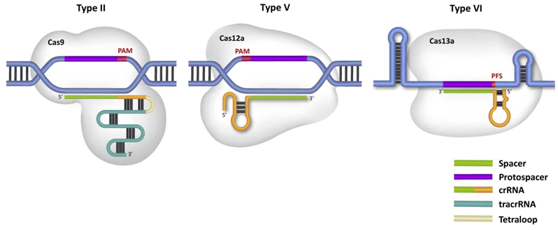 cas9cas12区别.png